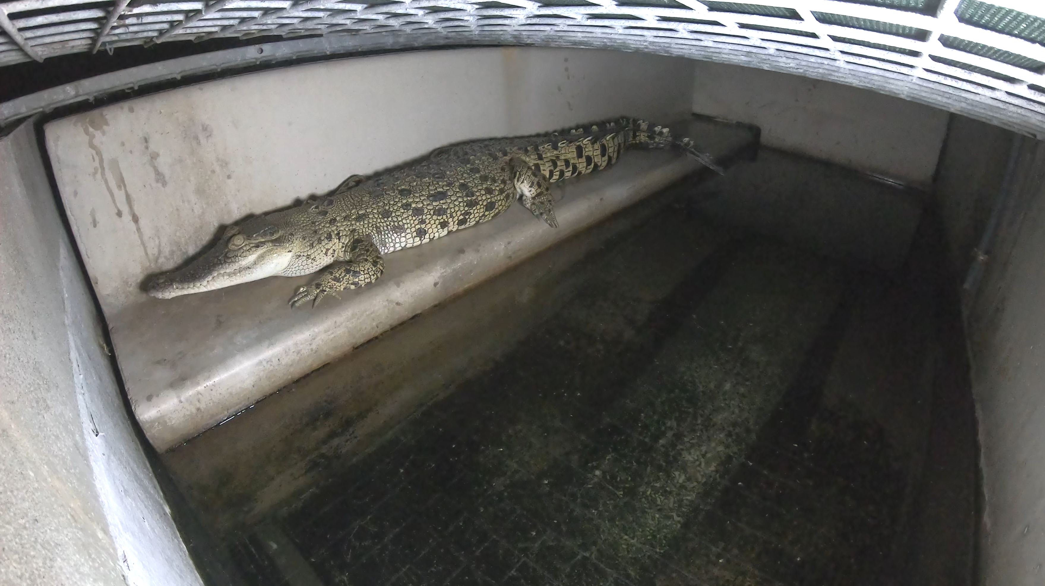 Knowledgebase: Crocodile & Alligator - Farm Transparency Project